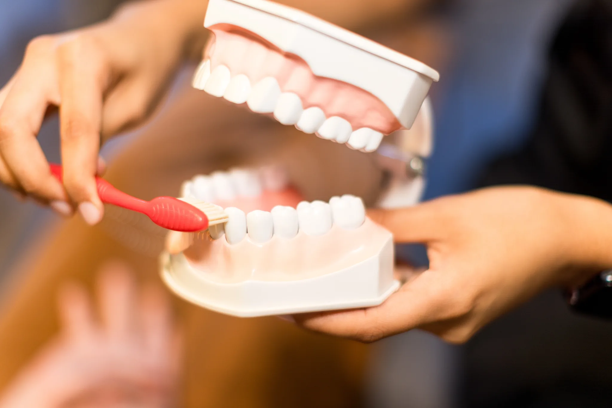 Hands demonstrating brushing along the upper arch of a dental model
